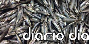Un barco científico estudiará durante un mes el estado de la sardina y el boquerón en el Mediterráneo