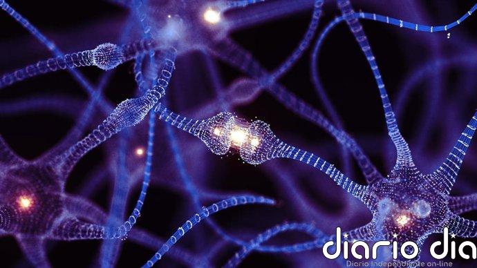 Un compuesto podría cambiar el tratamiento del Parkinson: potencia la L-DOPA y reduce sus efectos secundarios