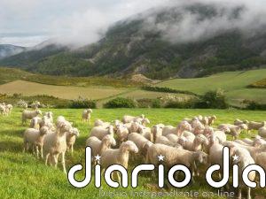 Un estudio constata el declive estructural del ovino de carne en Aragón y el papel clave de la PAC