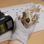 Un estudio revela una limitación evolutiva clave en la dentición de los mamíferos