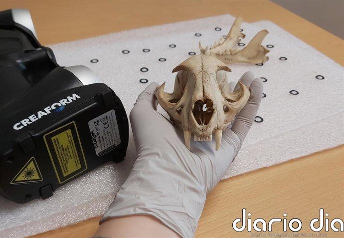 Un estudio revela una limitación evolutiva clave en la dentición de los mamíferos