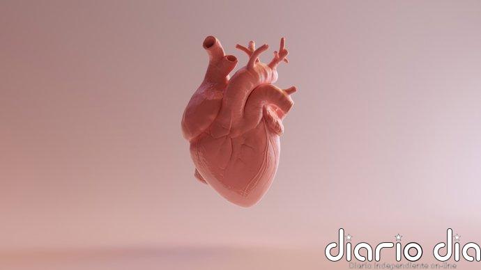 Un parche con células madre consigue reparar el corazón dañado y mejorar su funcionamiento
