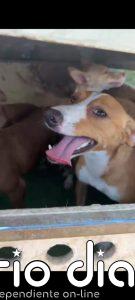 Un Policía Nacional fuera de servicio salva nueve perros atrapados por un incendio en Villamediana de Iregua