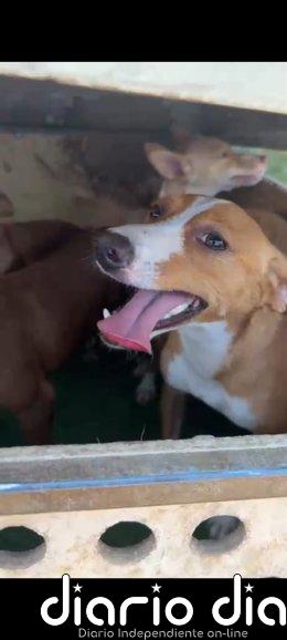 Un Policía Nacional fuera de servicio salva nueve perros atrapados por un incendio en Villamediana de Iregua