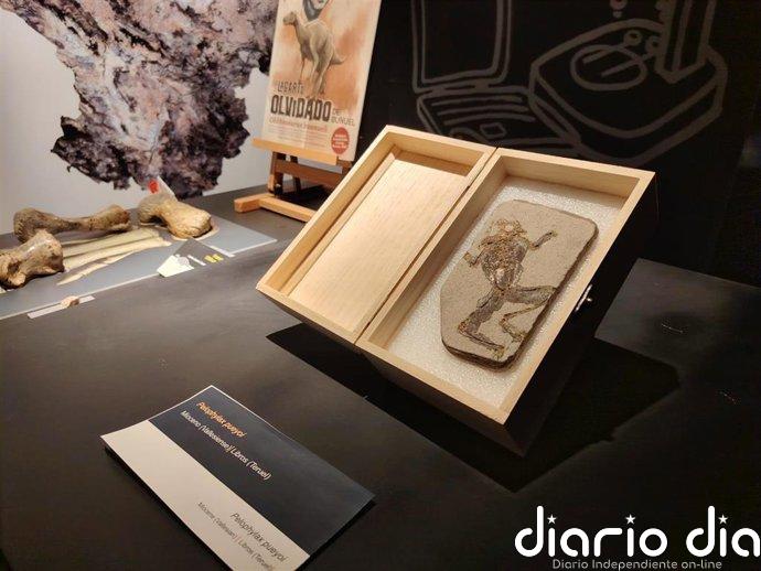 Una rana fósil original procedente del yacimiento de Libros (Teruel) se incorpora al Museo de Paleontología en Dinópolis