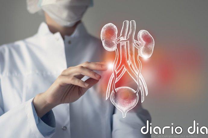 Una terapia CAR-T logra eliminar tumores de vejiga en ratones y acerca una alternativa a su extirpación