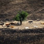 UPA exige una "acción política urgente" y más prevención ante el "drama" de los incendios forestales en España