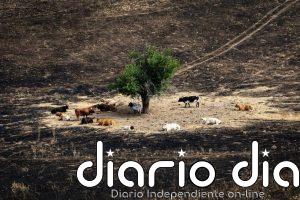 UPA exige una "acción política urgente" y más prevención ante el "drama" de los incendios forestales en España