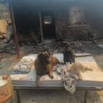 Abel, el programador que perdió su hogar en el incendio de la Sierra Oeste: "Se pierde un paraíso y una forma de vida"