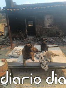 Abel, el programador que perdió su hogar en el incendio de la Sierra Oeste: "Se pierde un paraíso y una forma de vida"