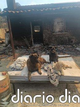 Abel, el programador que perdió su hogar en el incendio de la Sierra Oeste: "Se pierde un paraíso y una forma de vida"
