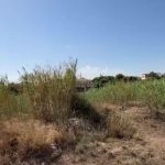 Agricultores valencianos denuncian la plaga de garrapatas a causa del abandono del campo