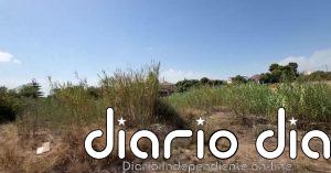 Agricultores valencianos denuncian la plaga de garrapatas a causa del abandono del campo