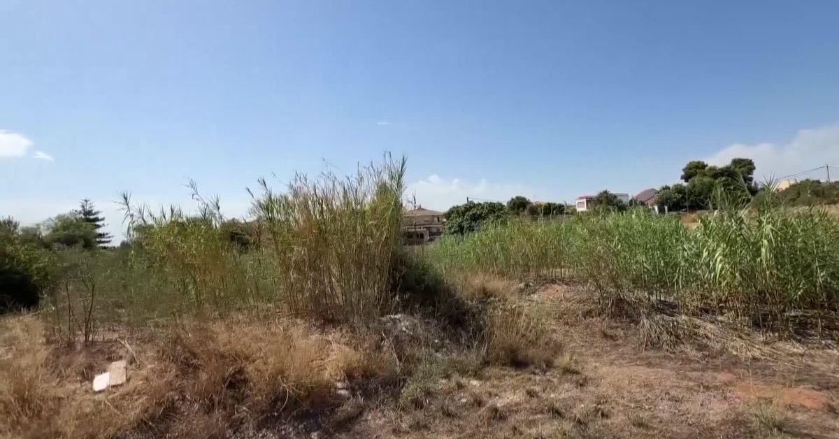 agricultores-valencianos-denuncian-la-plaga-de-garrapatas-a-causa-del-abandono-del-campo.jpg