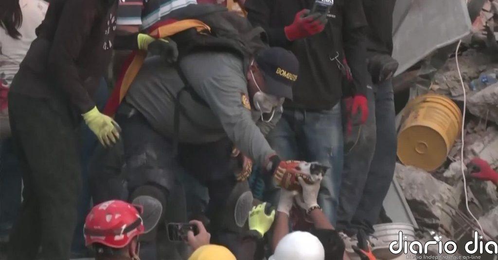 Alegría tras el rescate de un bebé gato atrapado en un edificio derrumbado en Pereira (Colombia)