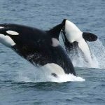 Alfredo López, biólogo del Cemma, asegura que las orcas "no son un peligro" para el ser humano: "Se alimentan de atún"