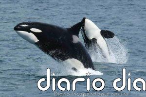Alfredo López, biólogo del Cemma, asegura que las orcas "no son un peligro" para el ser humano: "Se alimentan de atún"