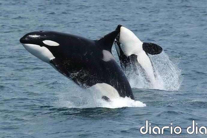 Alfredo López, biólogo del Cemma, asegura que las orcas "no son un peligro" para el ser humano: "Se alimentan de atún"