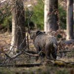 Amigos de la Tierra La Rioja reclama al Defensor del Pueblo una revisión del régimen cinegético en La Rioja