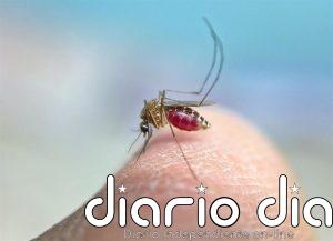 ANECPLA pide no acumular agua estancada para prevenir la picadura del mosquito transmisor del Virus del Nilo Occidental