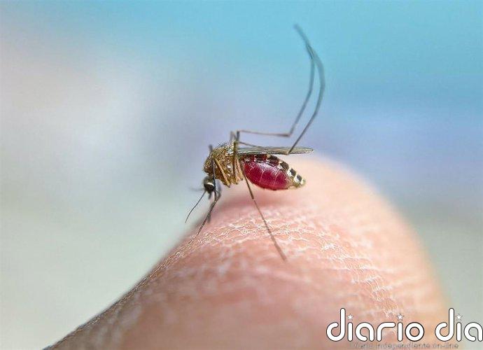 ANECPLA pide no acumular agua estancada para prevenir la picadura del mosquito transmisor del Virus del Nilo Occidental