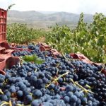 Asaja prevé hasta un 15% más de producción en la vendimia con una uva de "excelente calidad" en la Alpujarra de Almería