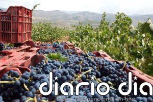 Asaja prevé hasta un 15% más de producción en la vendimia con una uva de "excelente calidad" en la Alpujarra de Almería