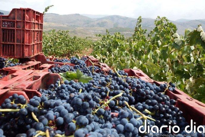 Asaja prevé hasta un 15% más de producción en la vendimia con una uva de "excelente calidad" en la Alpujarra de Almería
