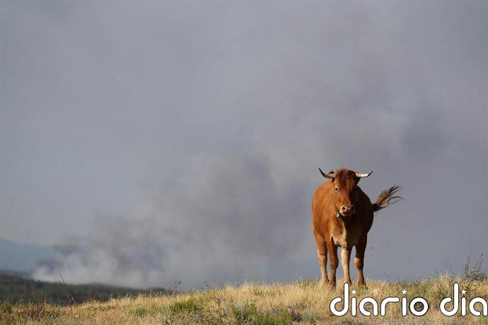 "Asegurado" el perímetro en Veguellina (León) que baja a gravedad 1 y permite realojar los tres pueblos evacuados