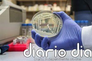 Así logra sobrevivir en la piel 'C. auris', un hongo multirresistente y responsable de infecciones graves