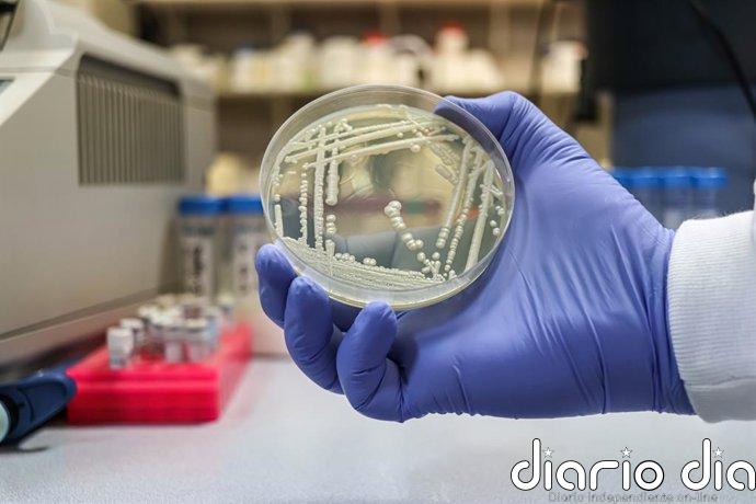 Así logra sobrevivir en la piel 'C. auris', un hongo multirresistente y responsable de infecciones graves