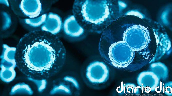 Así se 'entrena' el sistema inmune para combatir el cáncer