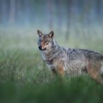 Asturias exige a Medio Ambiente respeto para el trabajo técnico del Principado sobre el lobo