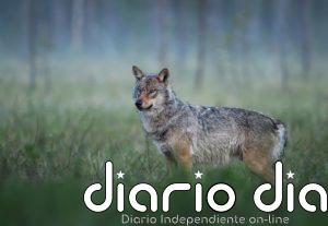 Asturias exige a Medio Ambiente respeto para el trabajo técnico del Principado sobre el lobo