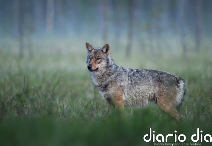 Asturias exige a Medio Ambiente respeto para el trabajo técnico del Principado sobre el lobo