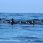 Avistan en la costa gallega a ballenas, delfines y orcas e identifican a la abuela Toñi, disparada hace semanas