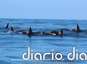 Avistan en la costa gallega a ballenas, delfines y orcas e identifican a la abuela Toñi, disparada hace semanas