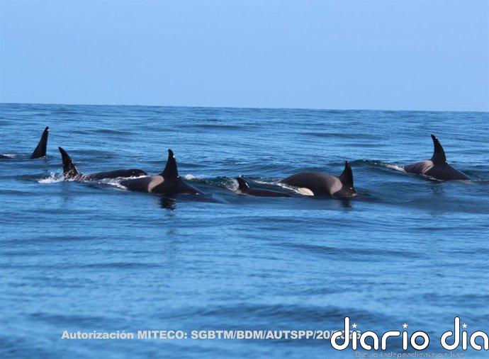 Avistan en la costa gallega a ballenas, delfines y orcas e identifican a la abuela Toñi, disparada hace semanas