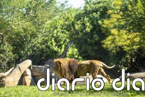 Bioparc Valencia se ratifica en la élite mundial del 10% de mejores atracciones turísticas en TripAdvisor