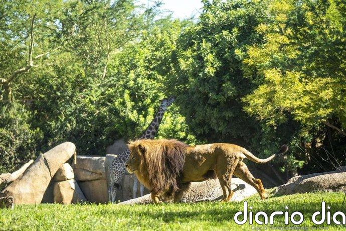 Bioparc Valencia se ratifica en la élite mundial del 10% de mejores atracciones turísticas en TripAdvisor