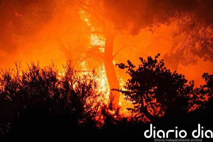 Calcinadas más de 11.100 hectáreas en incendios al noroeste de Atenas