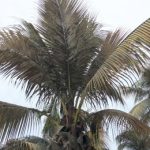 CC de Las Palmas de Gran Canaria denuncia el abandono del Ayuntamiento a las palmeras, "seña de identidad" de la ciudad