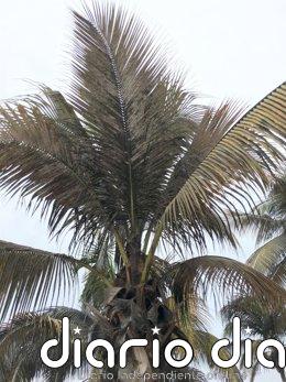 CC de Las Palmas de Gran Canaria denuncia el abandono del Ayuntamiento a las palmeras, "seña de identidad" de la ciudad
