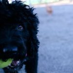 Cierran por cuarta vez el Parque canino de la Ballena de Sevilla Este, tras detectar salchichas con clavos