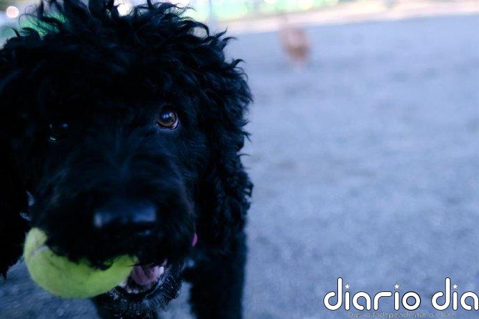 Cierran por cuarta vez el Parque canino de la Ballena de Sevilla Este, tras detectar salchichas con clavos