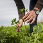 COAG pide a UE actualizar la directiva de Nitratos para facilitar el uso de fertilizantes orgánicos locales