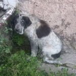 Condenan a un ganadero de La Cavada por desatender a dos mastines, uno de los cuales murió
