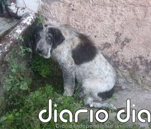 Condenan a un ganadero de La Cavada por desatender a dos mastines, uno de los cuales murió