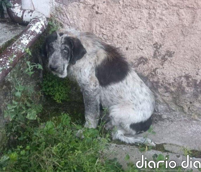 Condenan a un ganadero de La Cavada por desatender a dos mastines, uno de los cuales murió