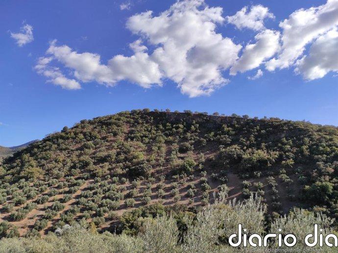 Cooperativas Agro-alimentarias pide reforzar la posición del productor ante la pérdida de rentabilidad del olivar